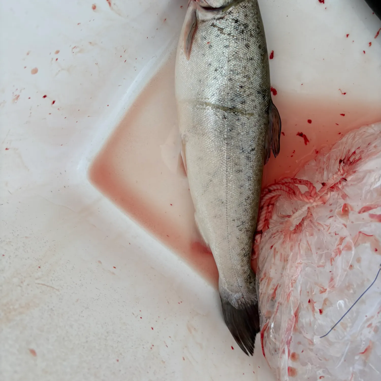 The most recent Sea trout catches on Fishbrain