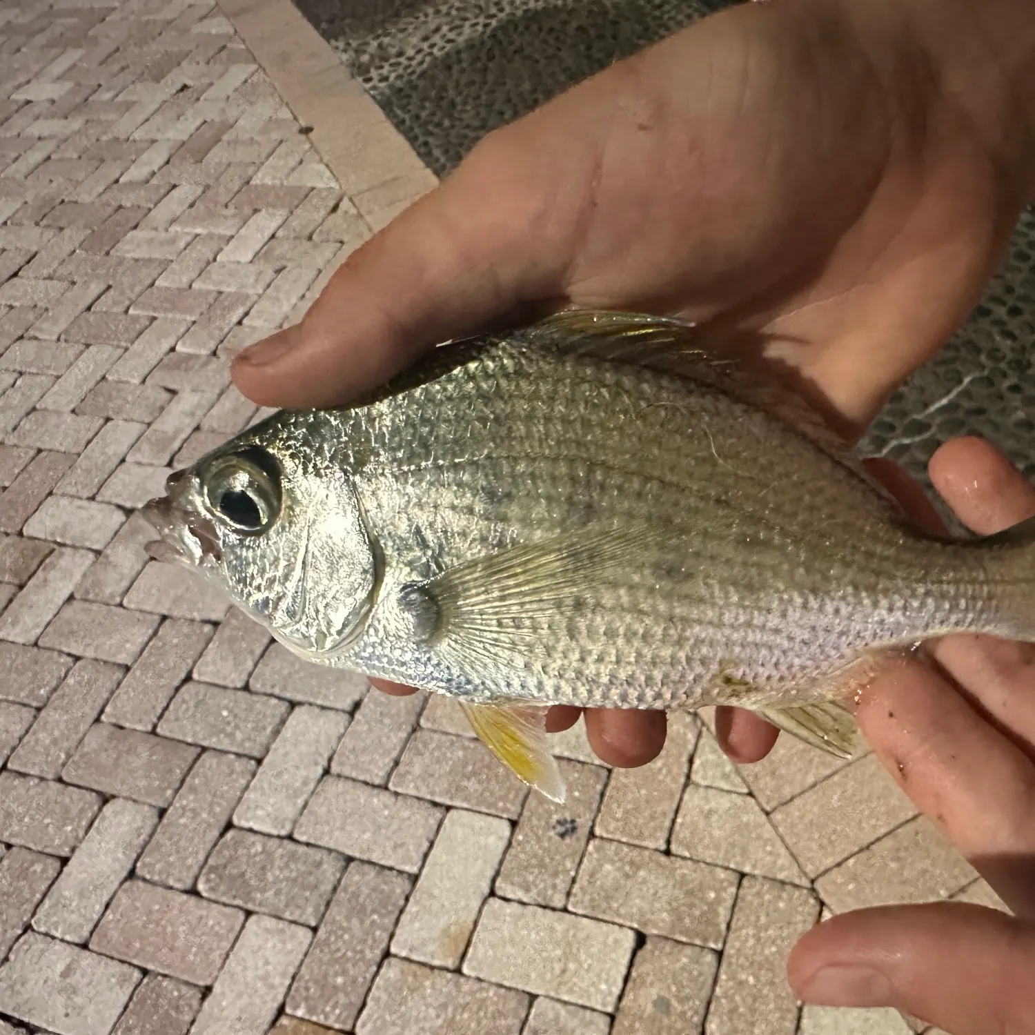 The most recent Yellowfin mojarra catches on Fishbrain