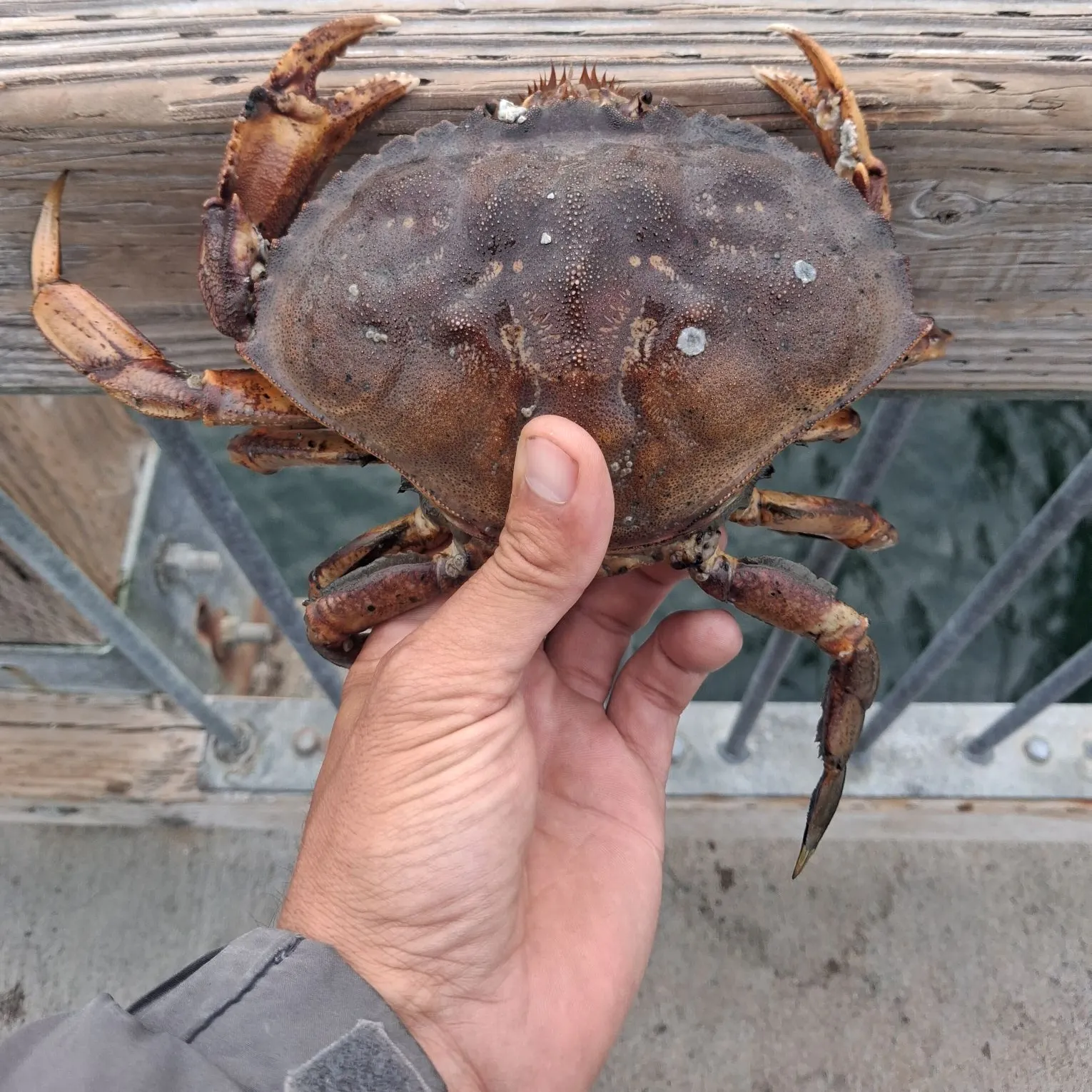 The most recent Dungeness crab catches on Fishbrain