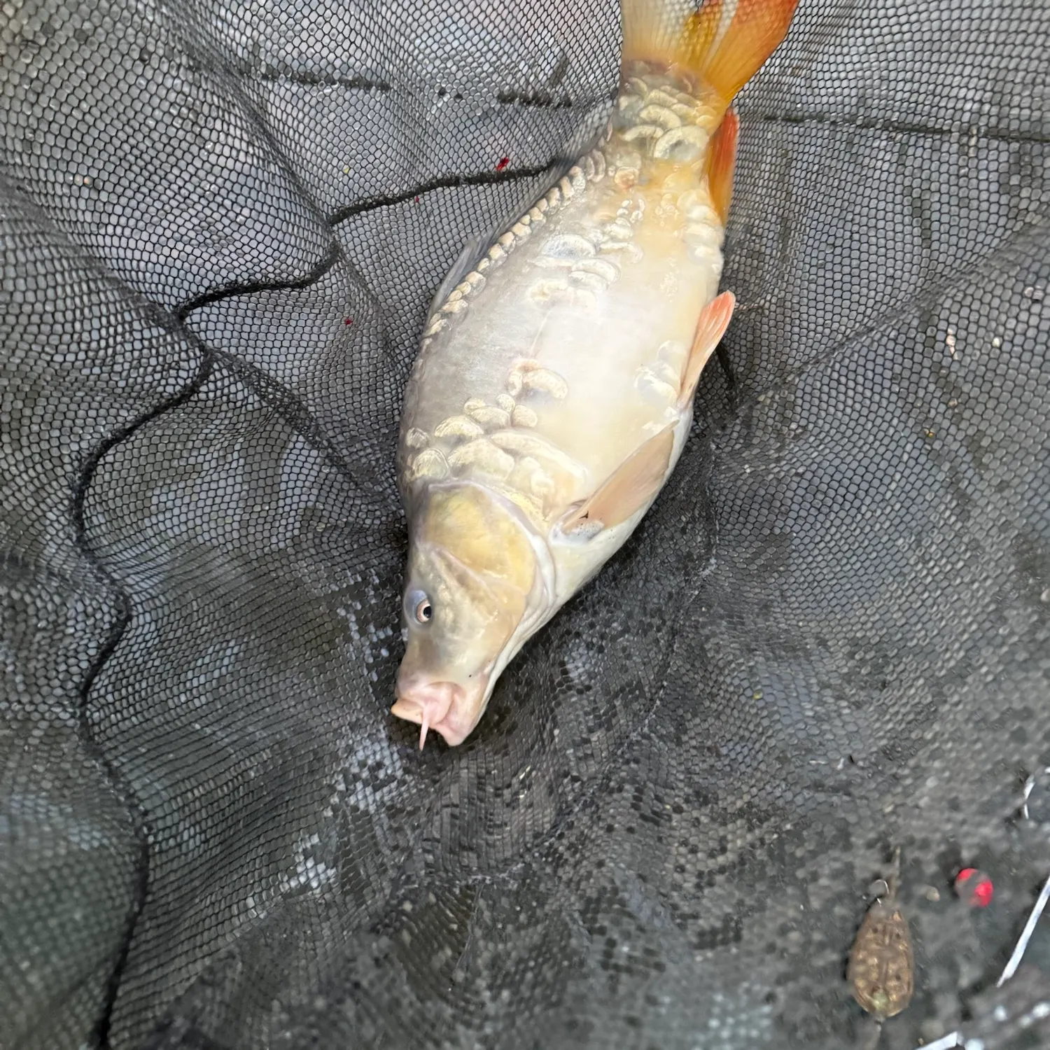 Mirror carp caught on Fishbrain