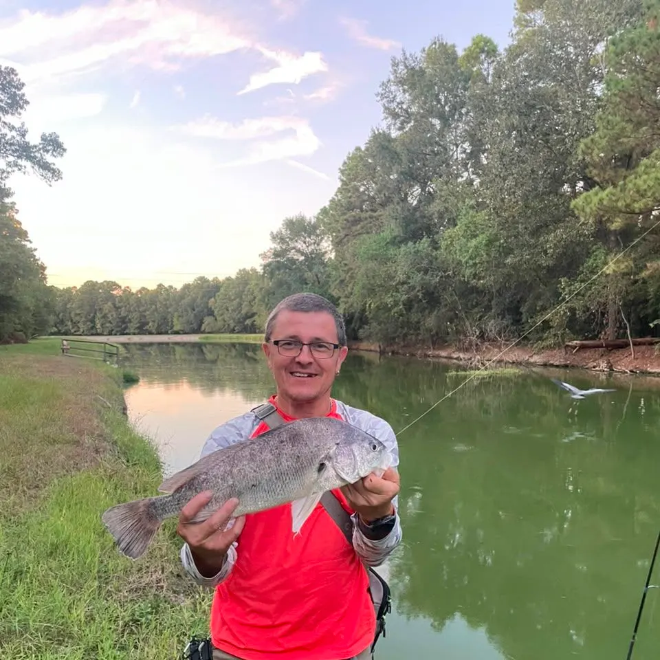 The most recent Freshwater drum catches on Fishbrain