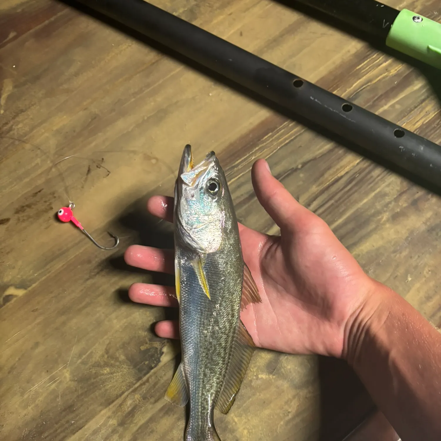 Gray weakfish caught on Fishbrain