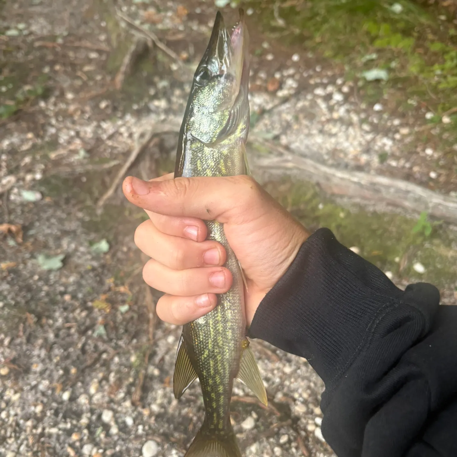 Chain pickerel caught on Fishbrain