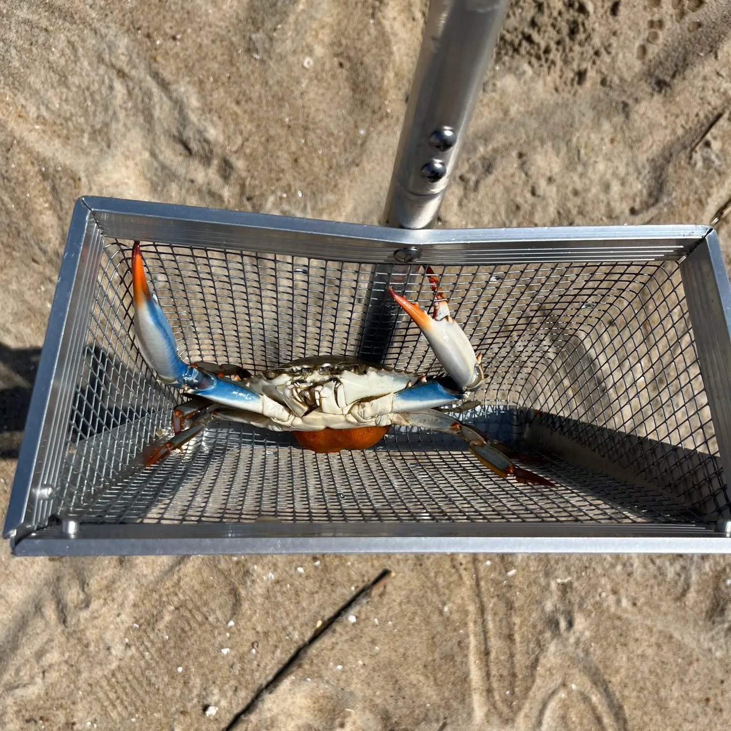 Blue crab caught on Fishbrain