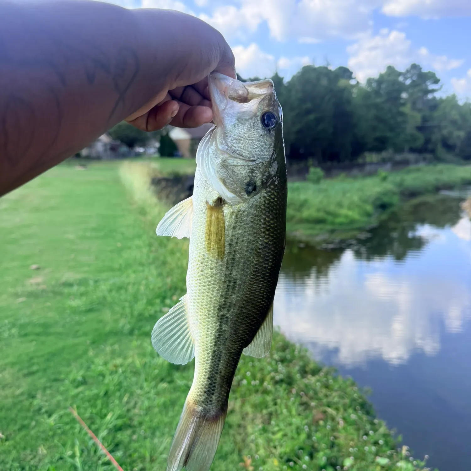 Largemouth bass caught on Fishbrain