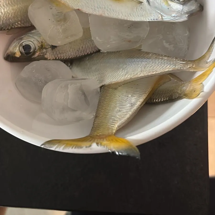 Atlantic thread herring caught on Fishbrain