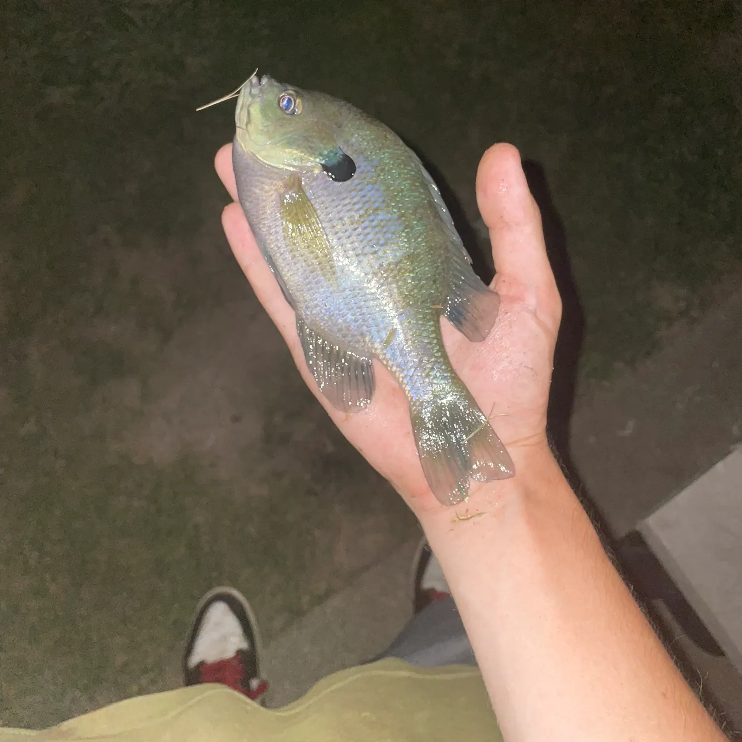Bluegill caught on Fishbrain