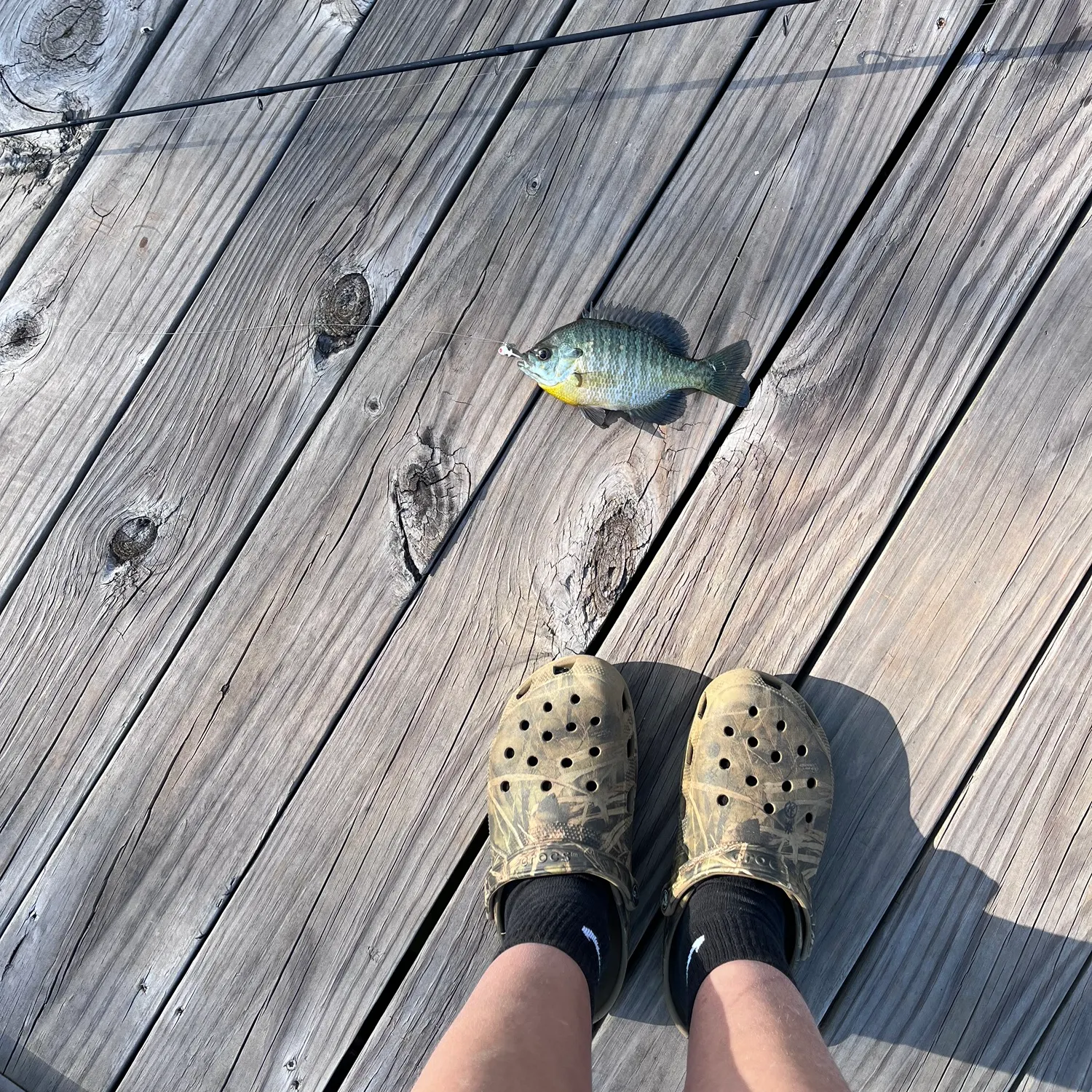 angler catch