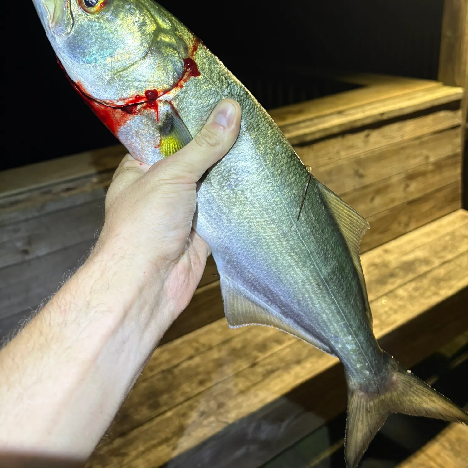 Bluefish caught on Fishbrain