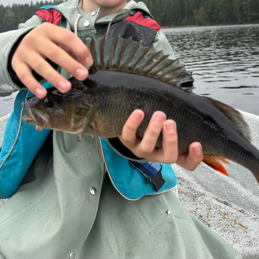 European perch caught on Fishbrain