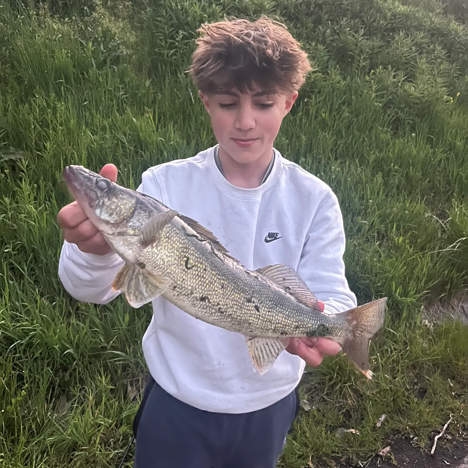 The most recent Sauger catches on Fishbrain