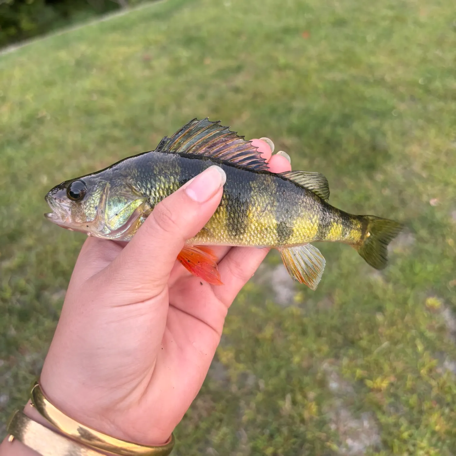 Yellow perch caught on Fishbrain