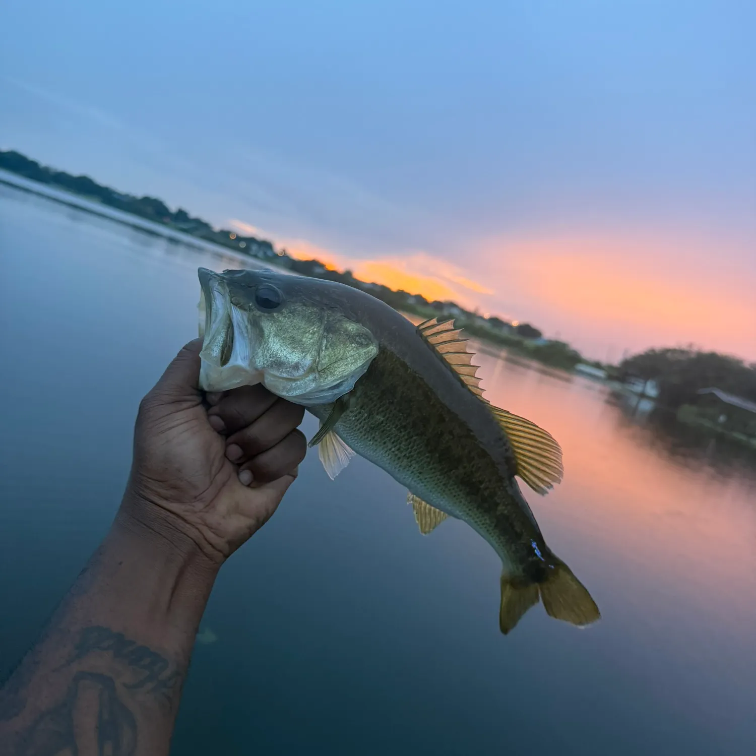 Largemouth bass caught on Fishbrain