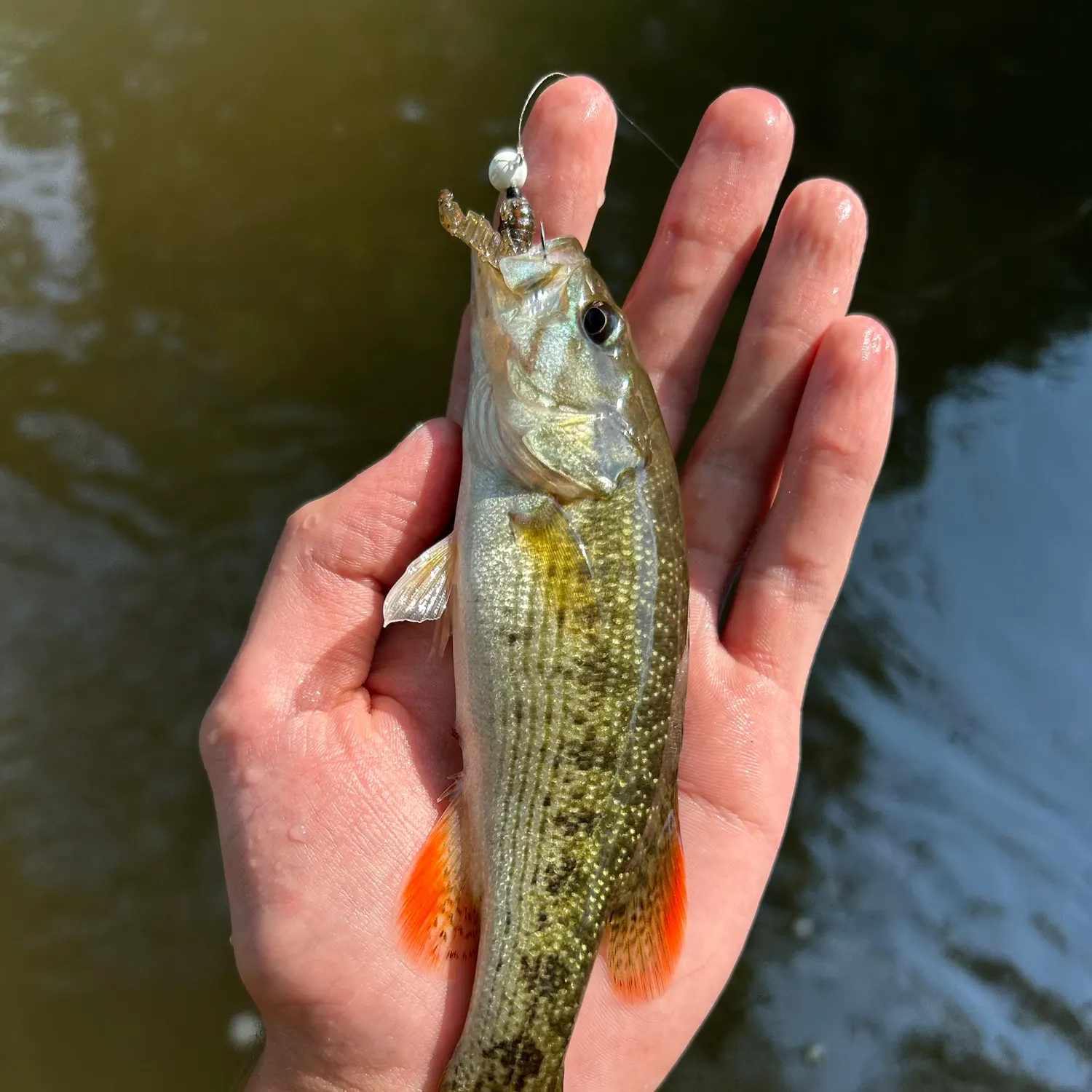 The most recent Chattahoochee bass catches on Fishbrain