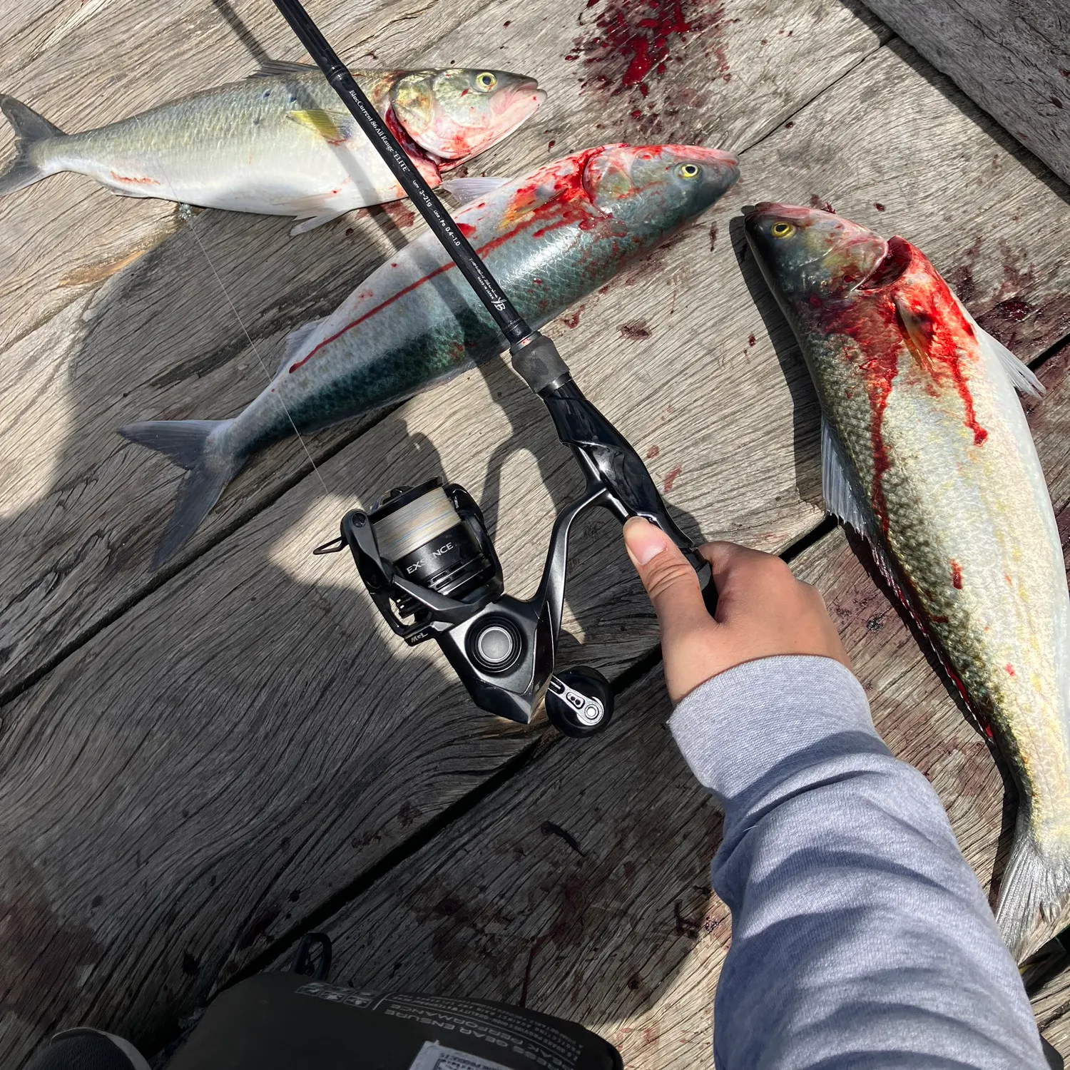 recently logged catches