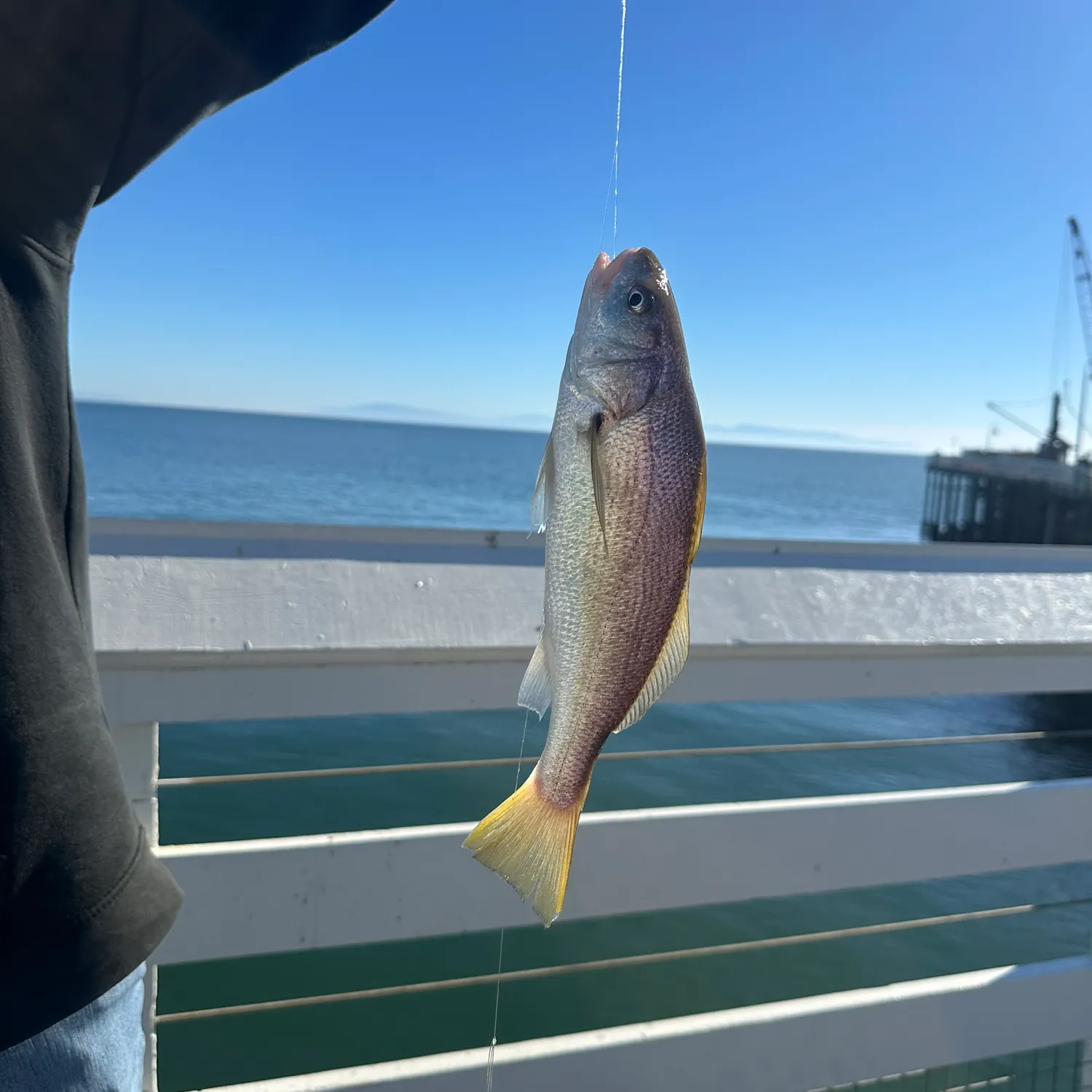 The most recent White croaker catches on Fishbrain