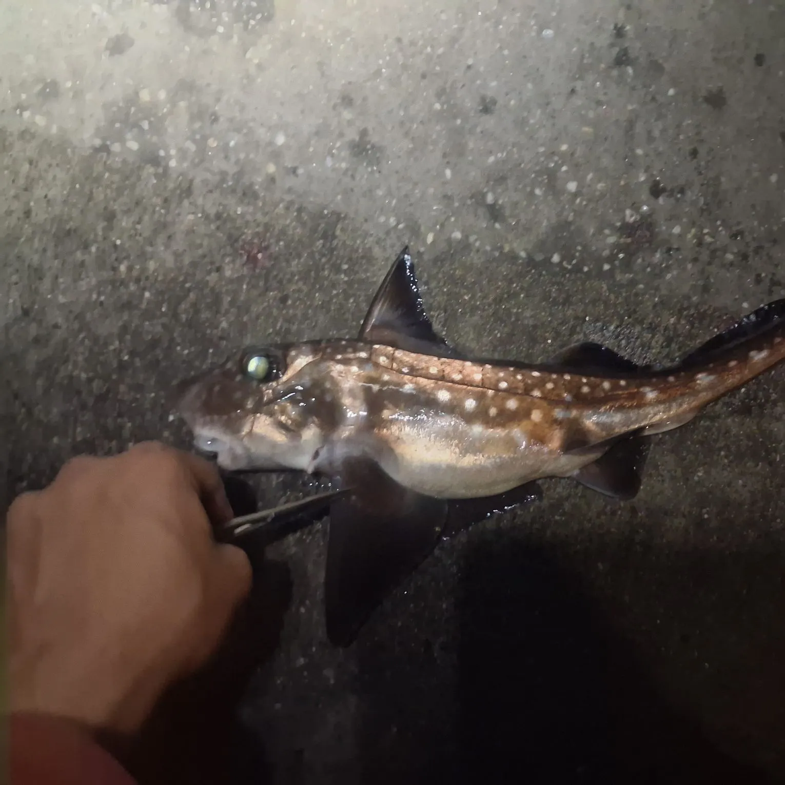 The most recent Spotted ratfish catches on Fishbrain