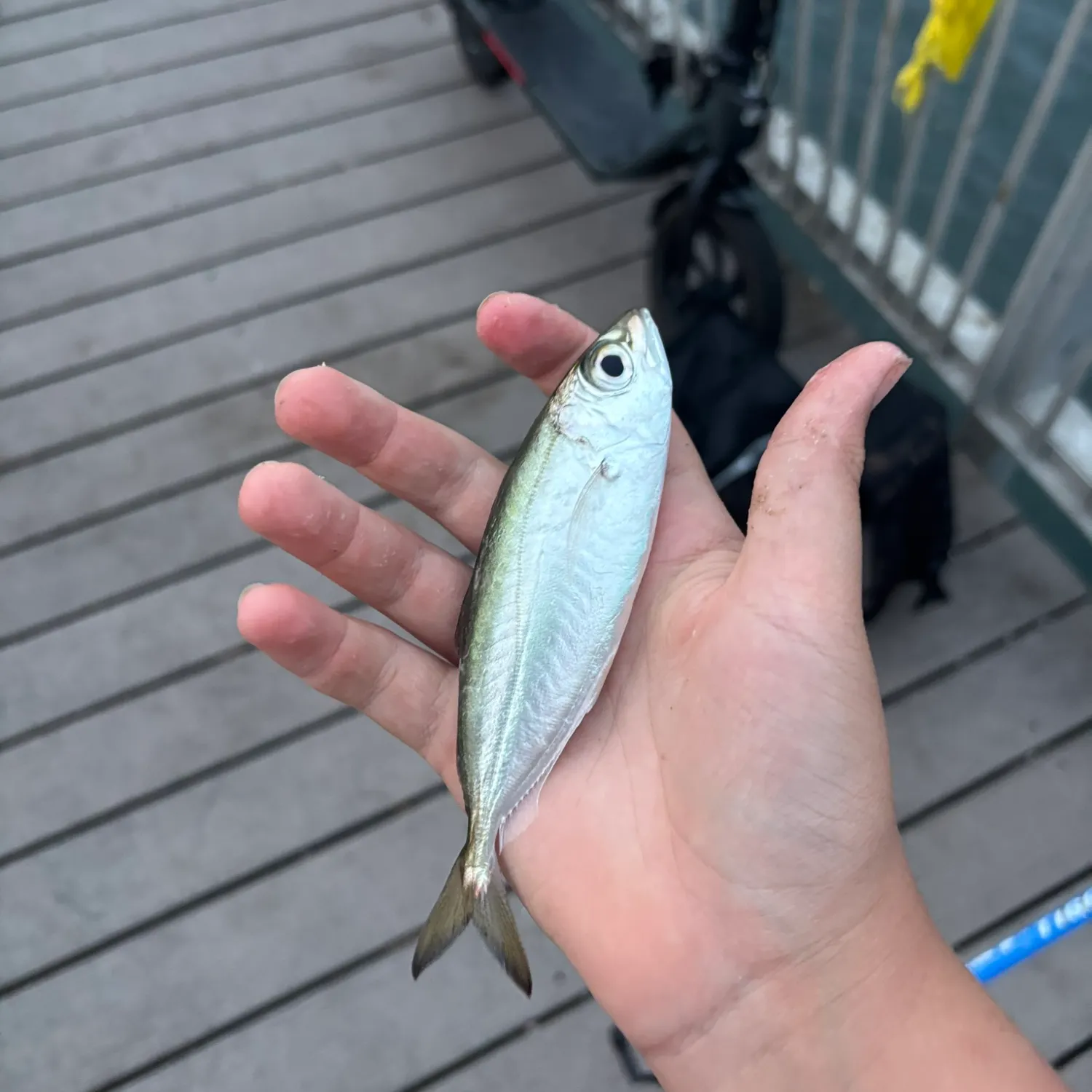 The most recent Rough scad catches on Fishbrain