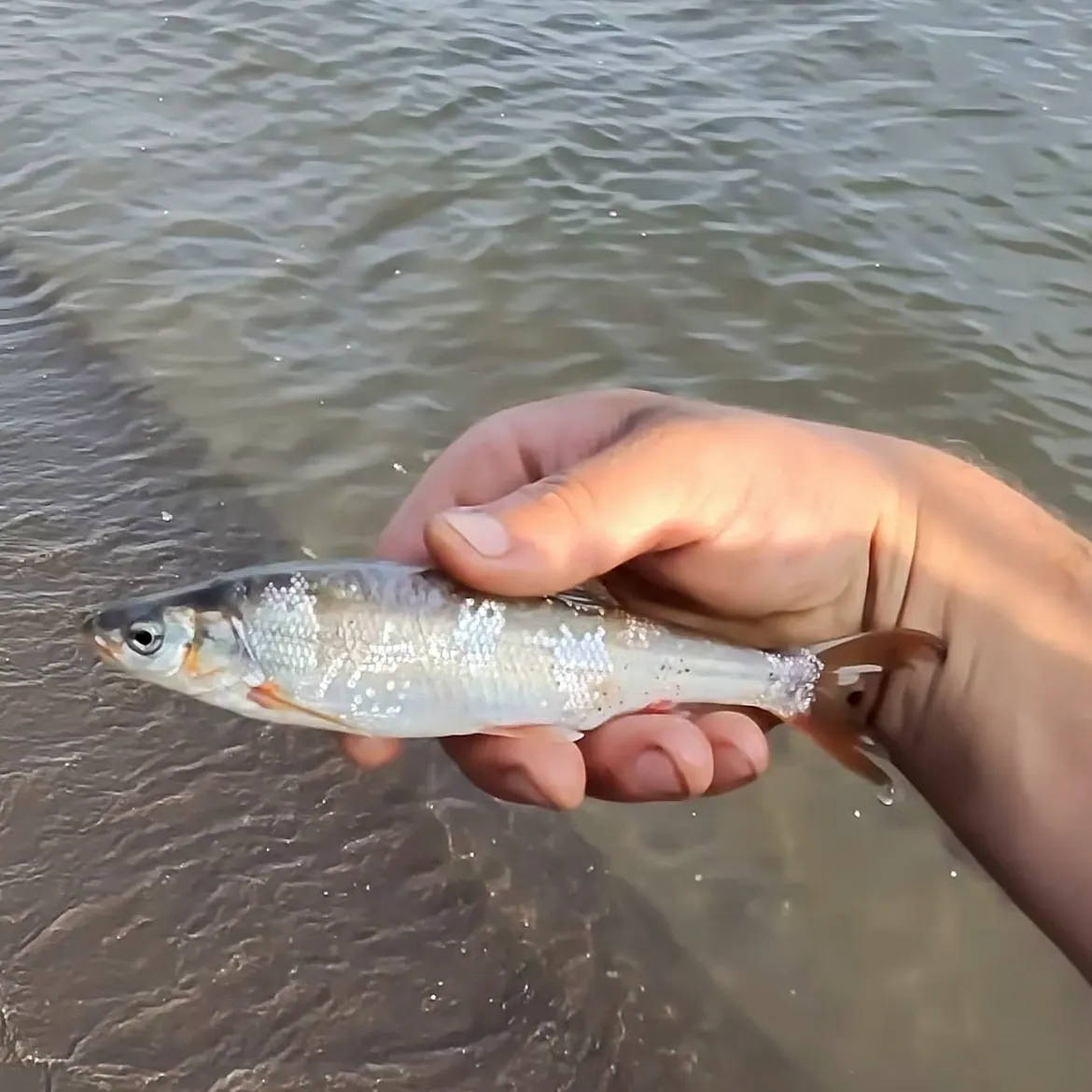 The most recent Lake whitefish catches on Fishbrain