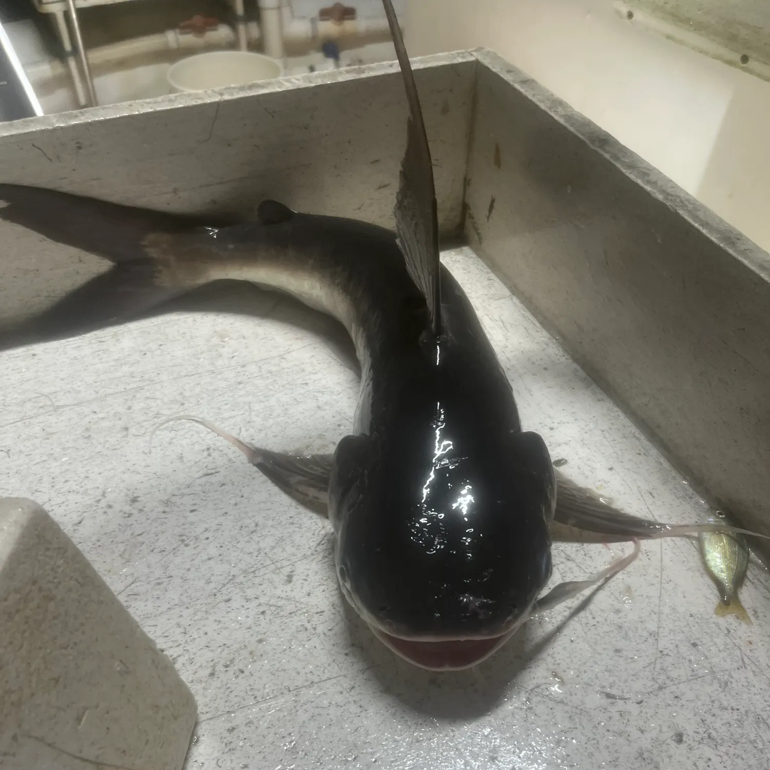 Gafftopsail sea catfish caught on Fishbrain