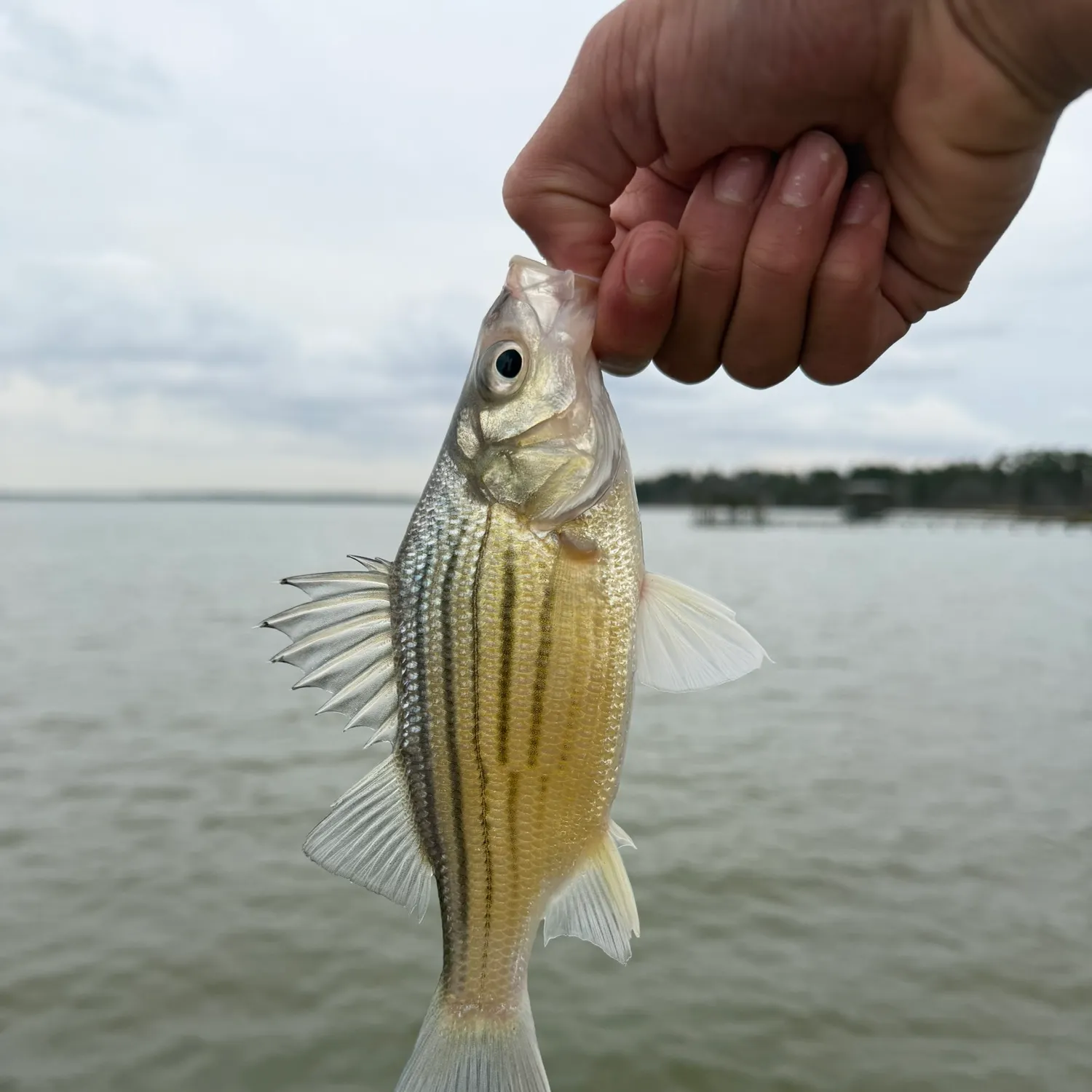 The most recent Yellow bass catches on Fishbrain