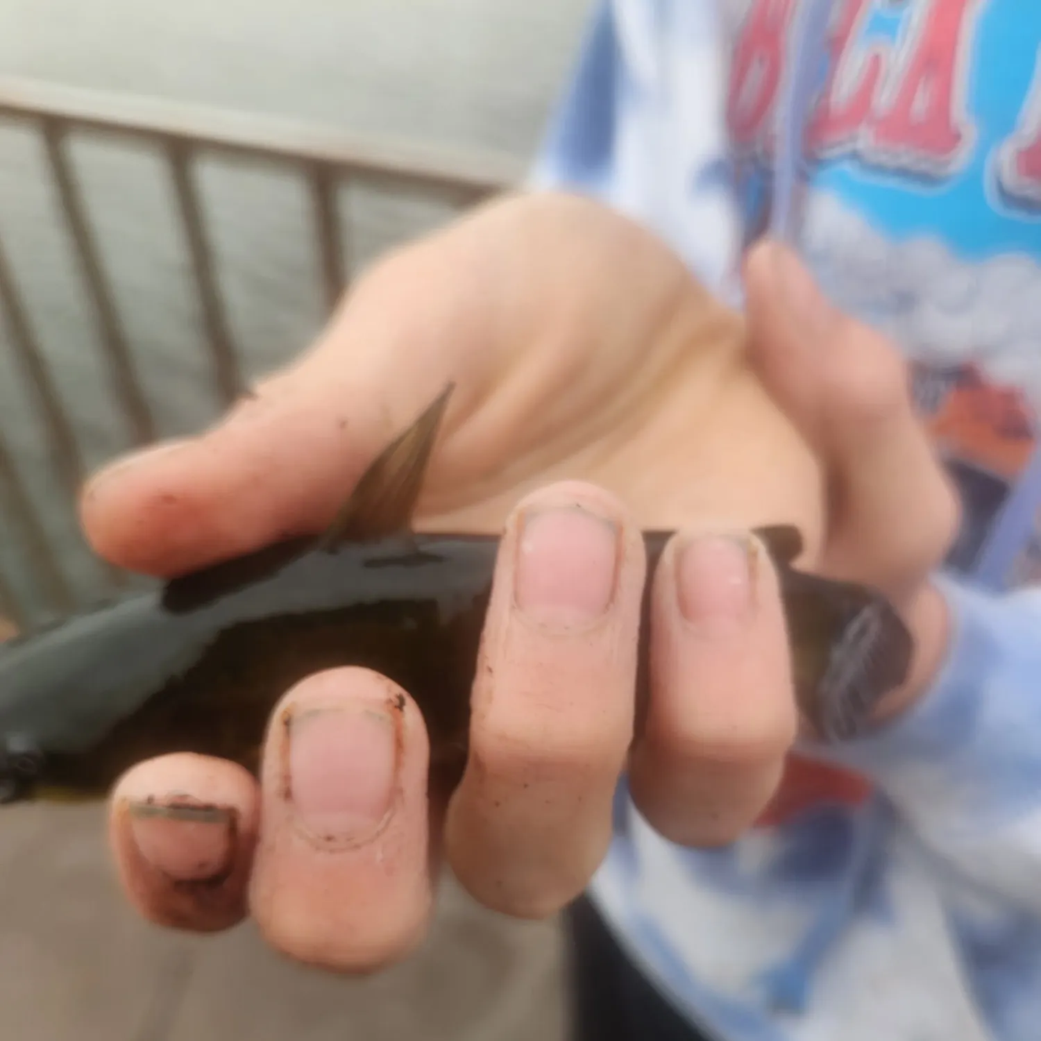 Yellow bullhead caught on Fishbrain