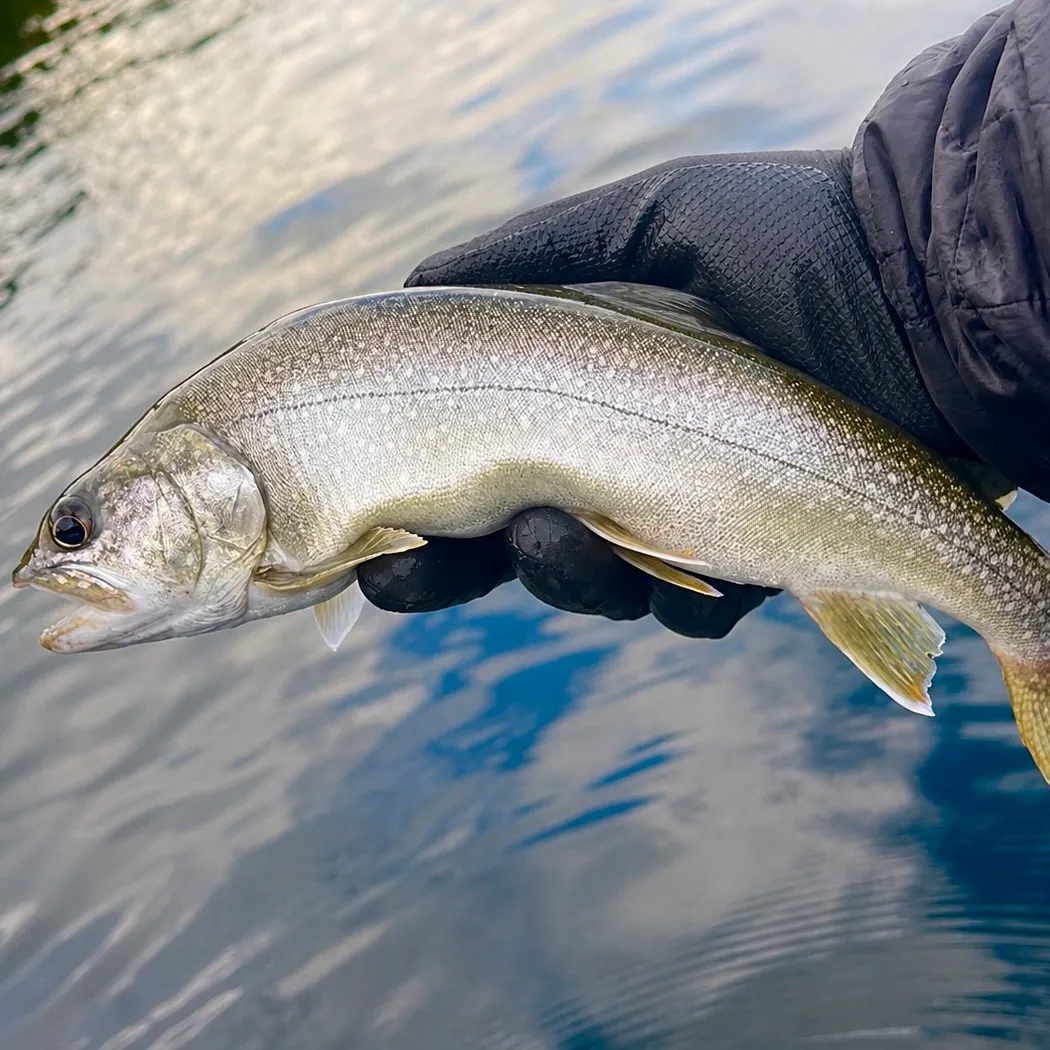 Lake char caught on Fishbrain