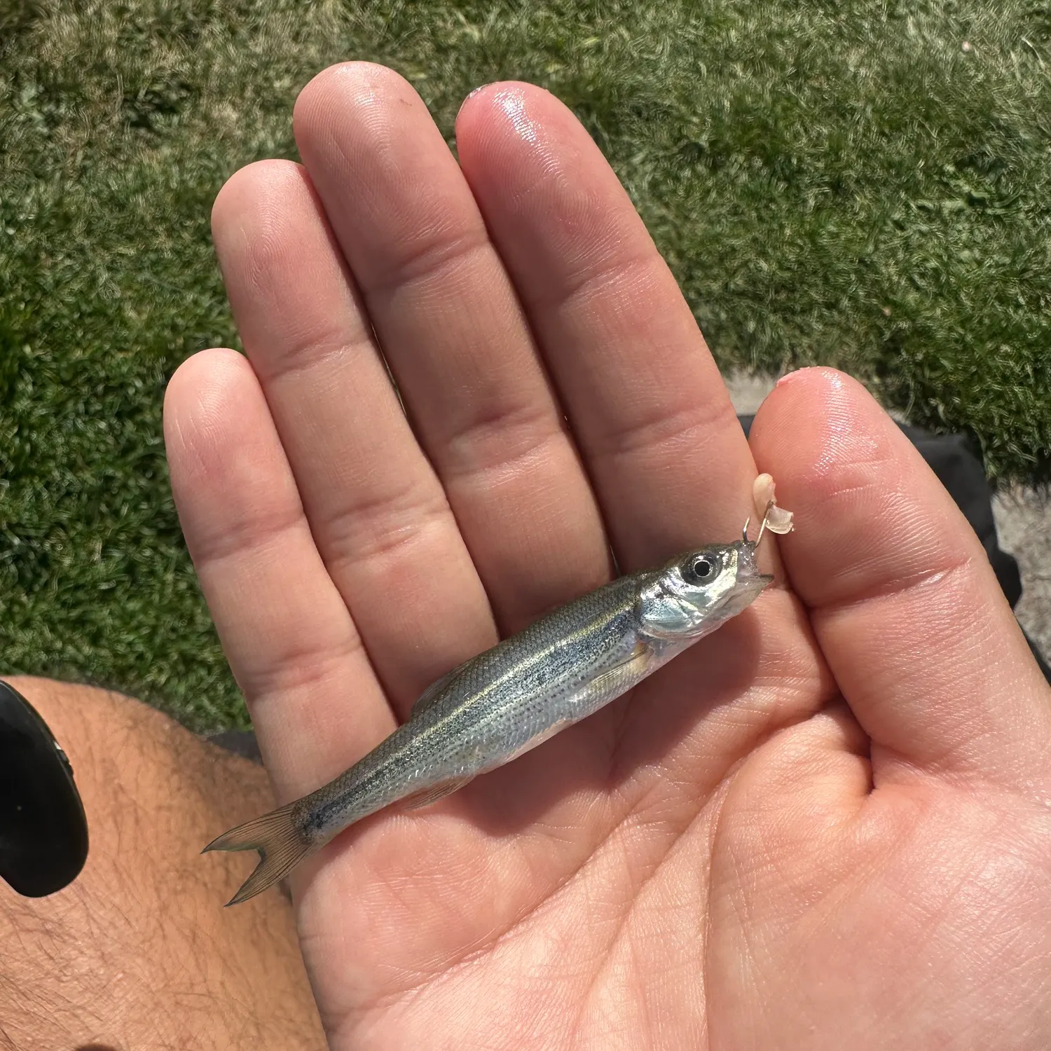 The most recent Lahontan redside shiner catches on Fishbrain