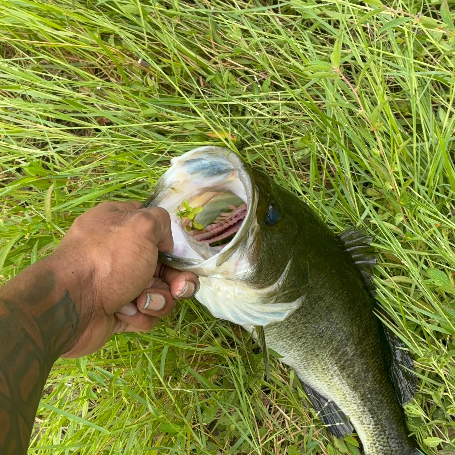 Largemouth bass caught on Fishbrain