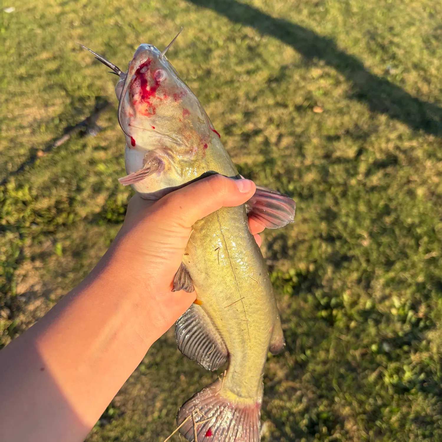 Fish caught on Fishbrain