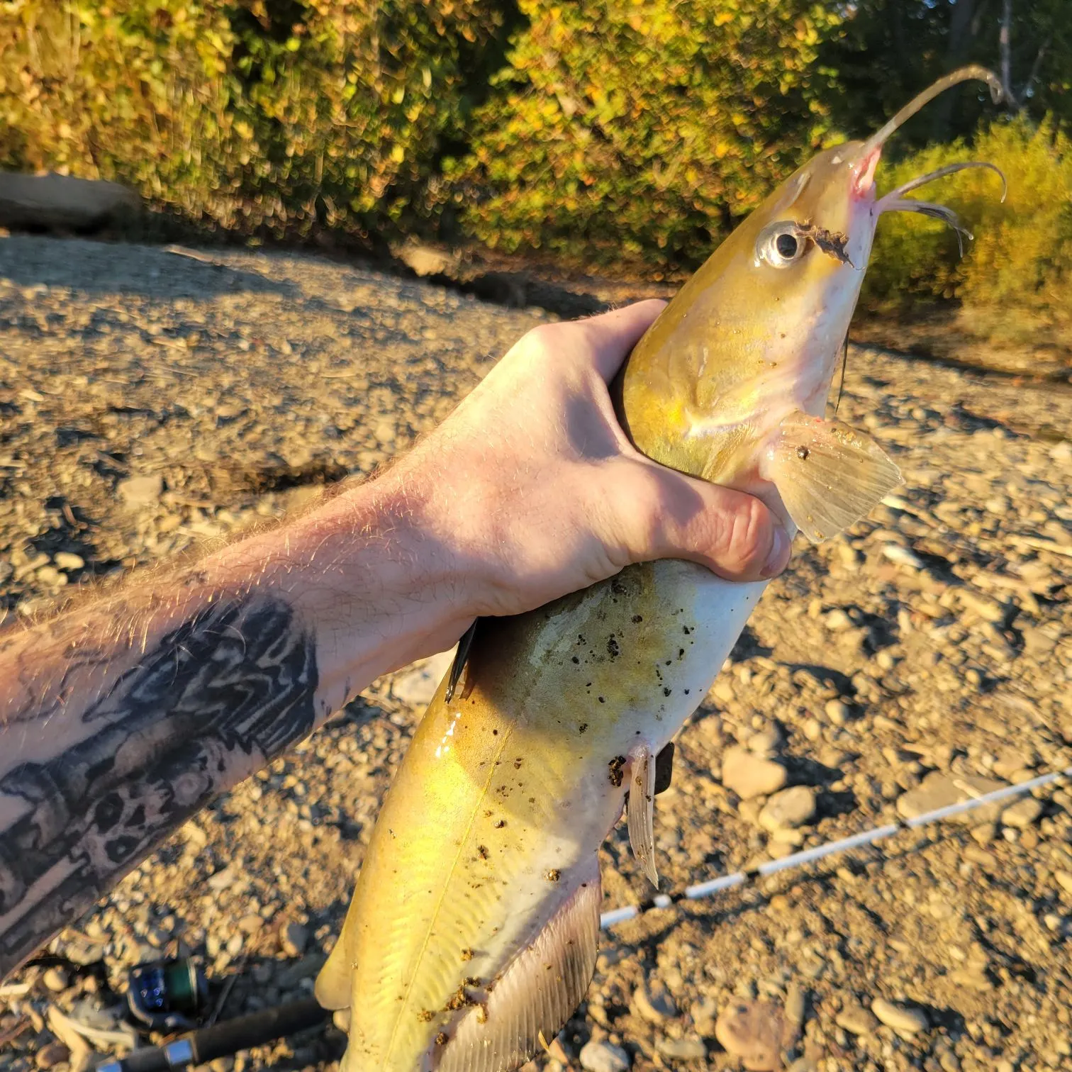 Channel catfish caught on Fishbrain