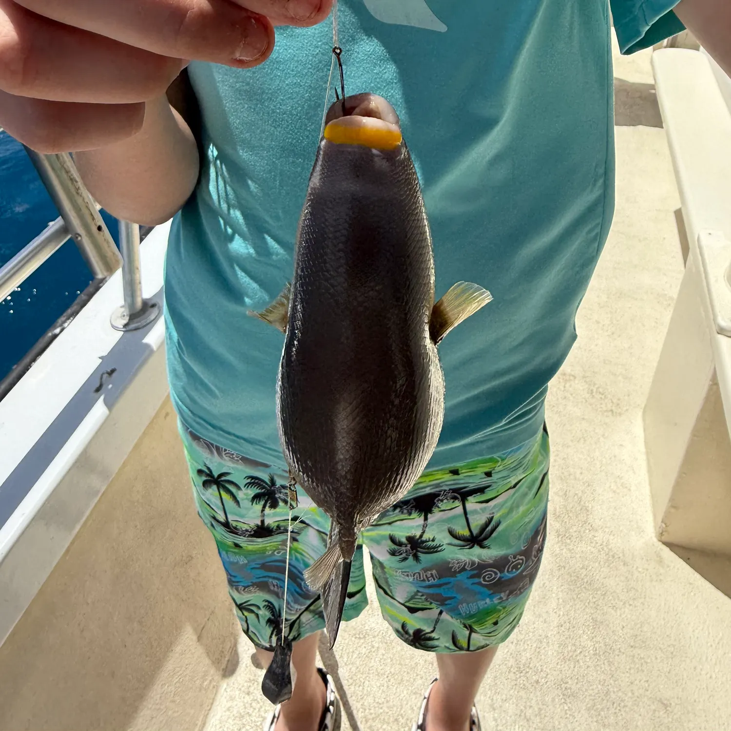 The most recent Starry triggerfish catches on Fishbrain