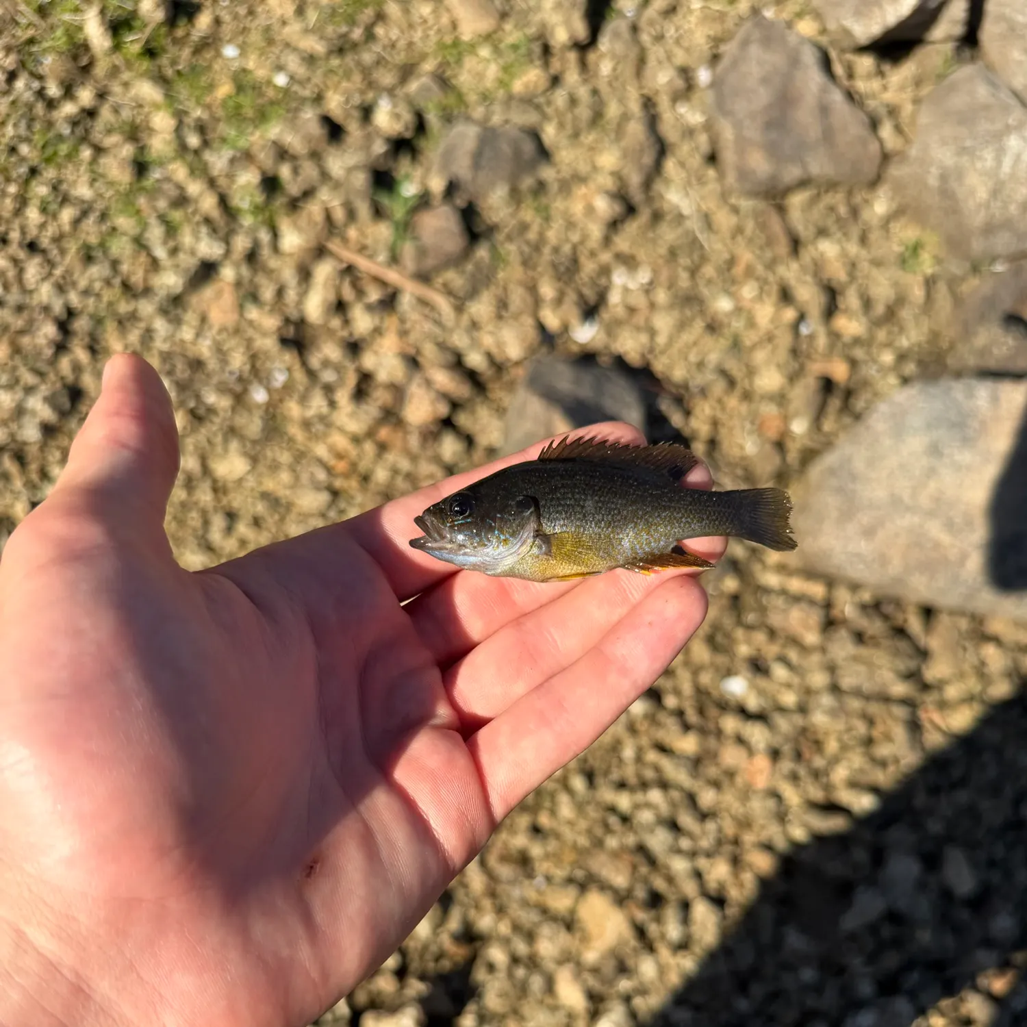 Green sunfish caught on Fishbrain