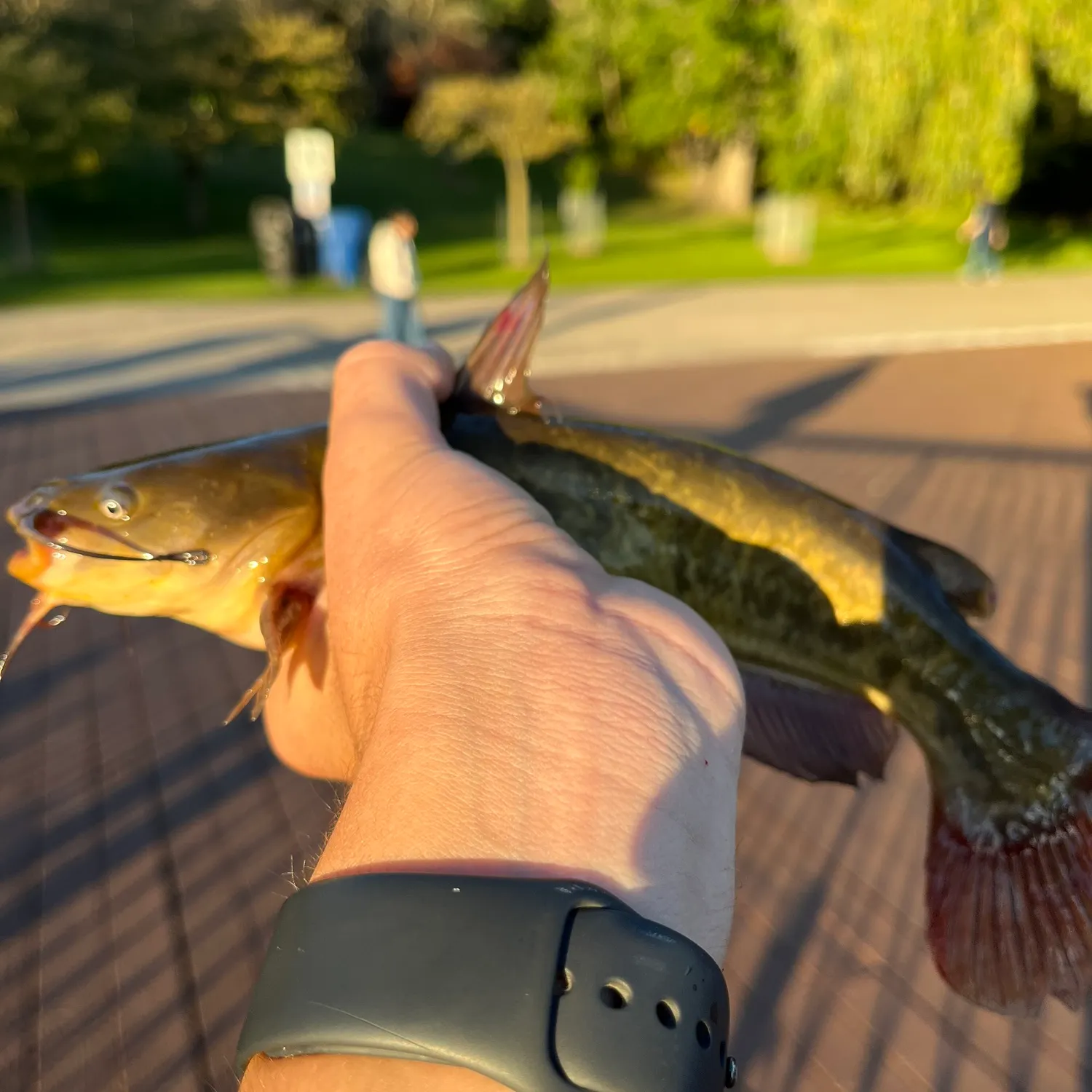 Black bullhead caught on Fishbrain