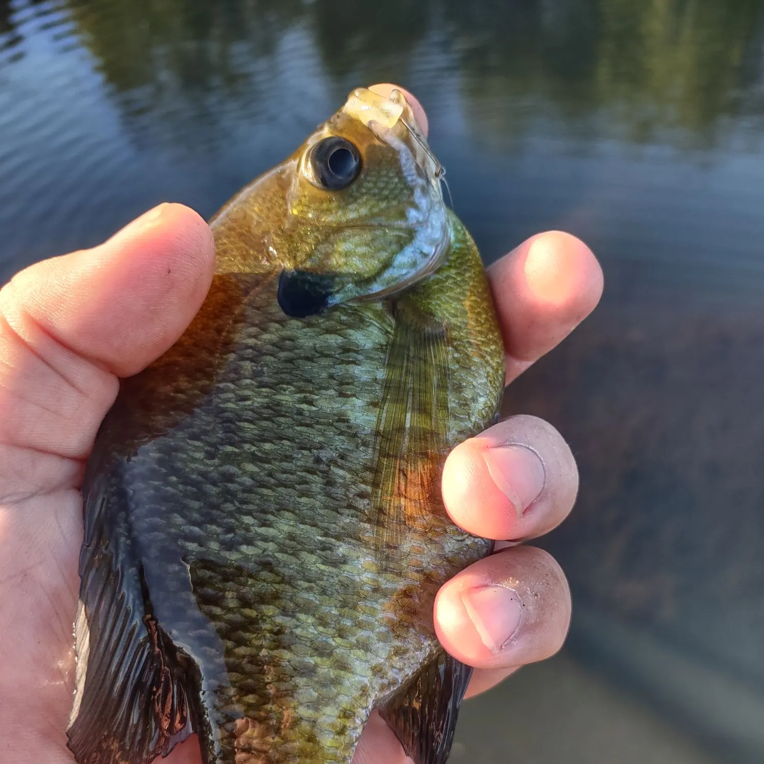 Bluegill caught on Fishbrain