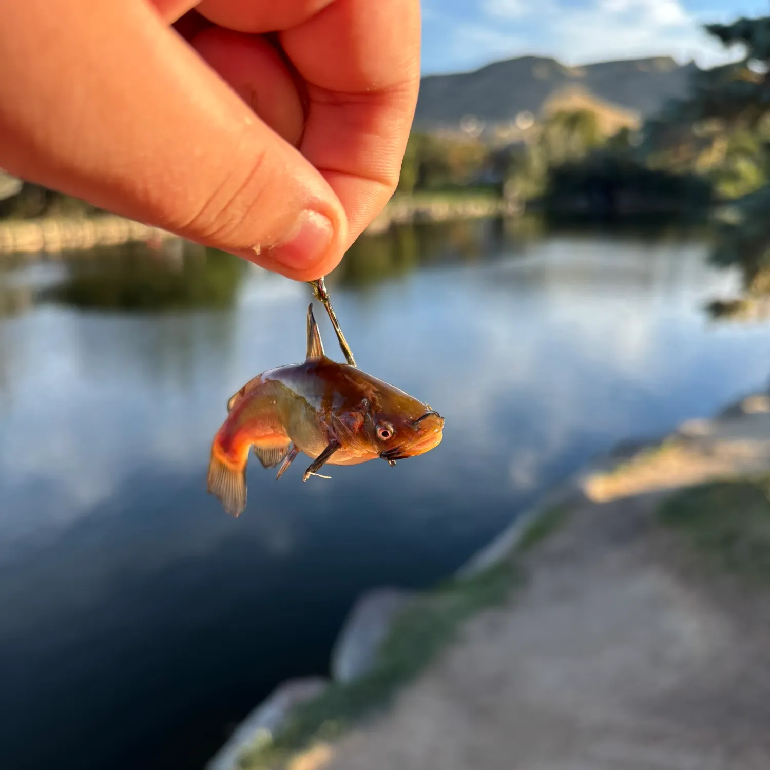Yellow bullhead caught on Fishbrain