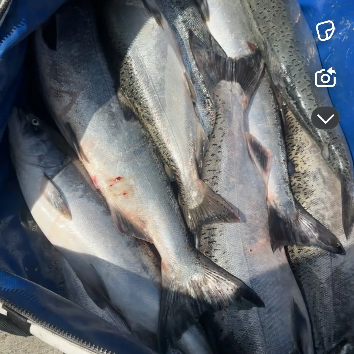 recently logged catches