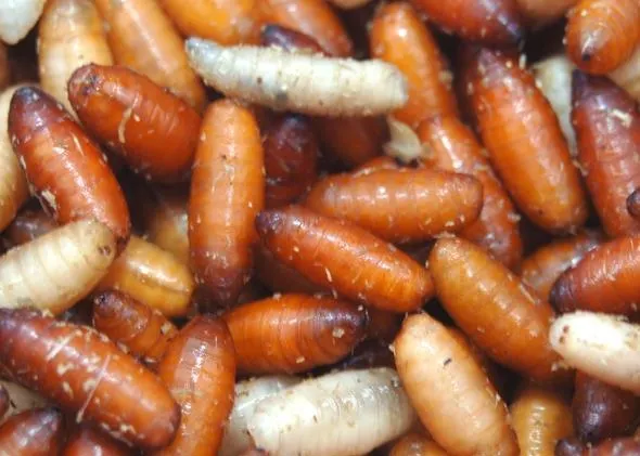 Larva