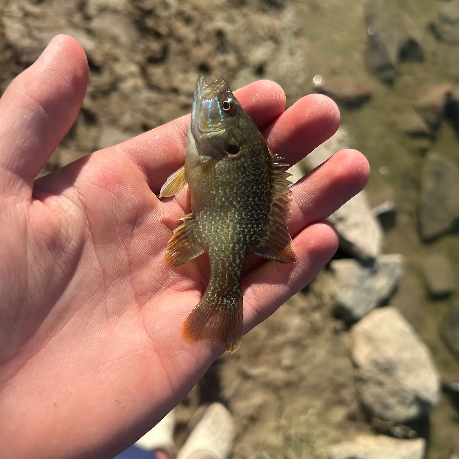 Green sunfish caught on Fishbrain