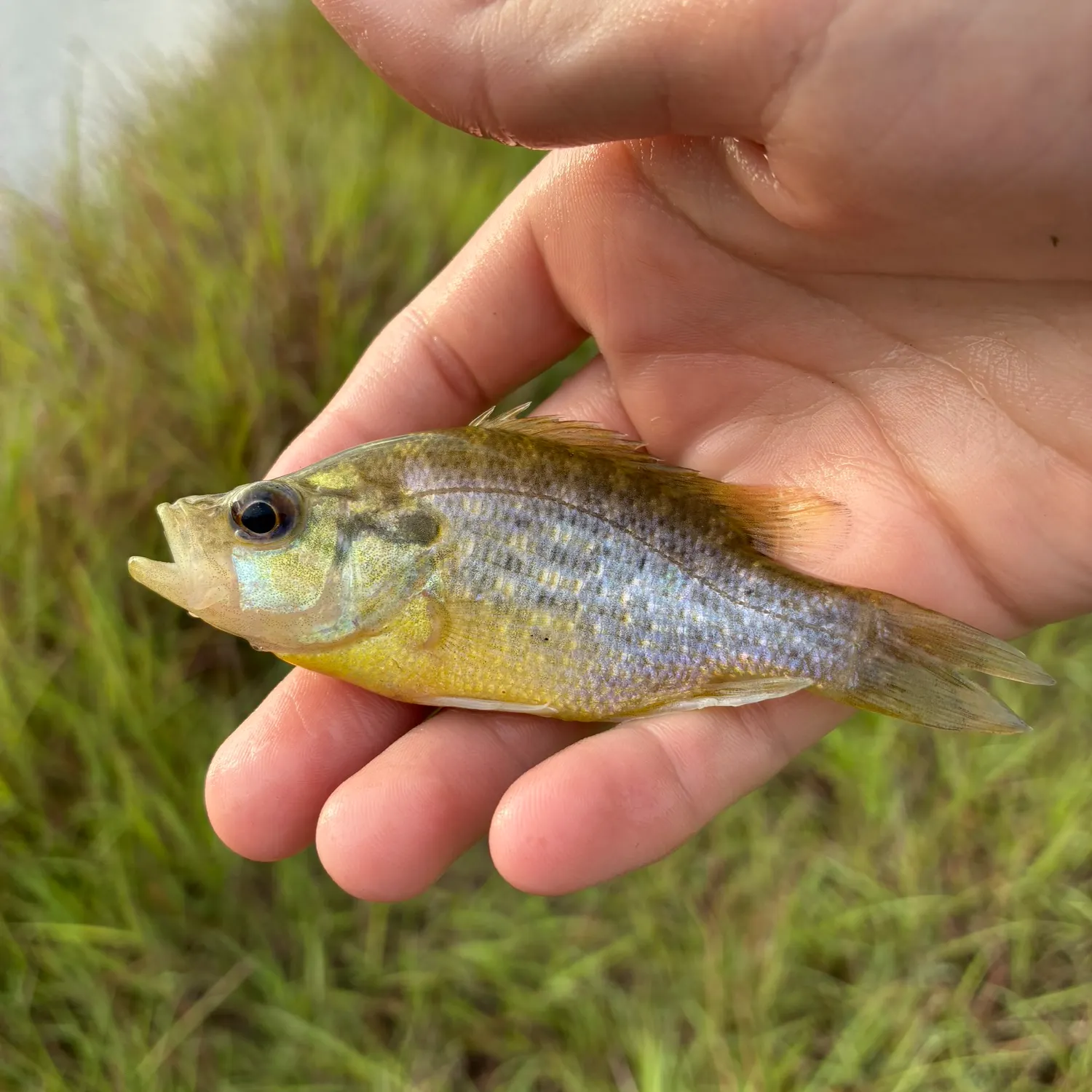 Redspotted sunfish caught on Fishbrain