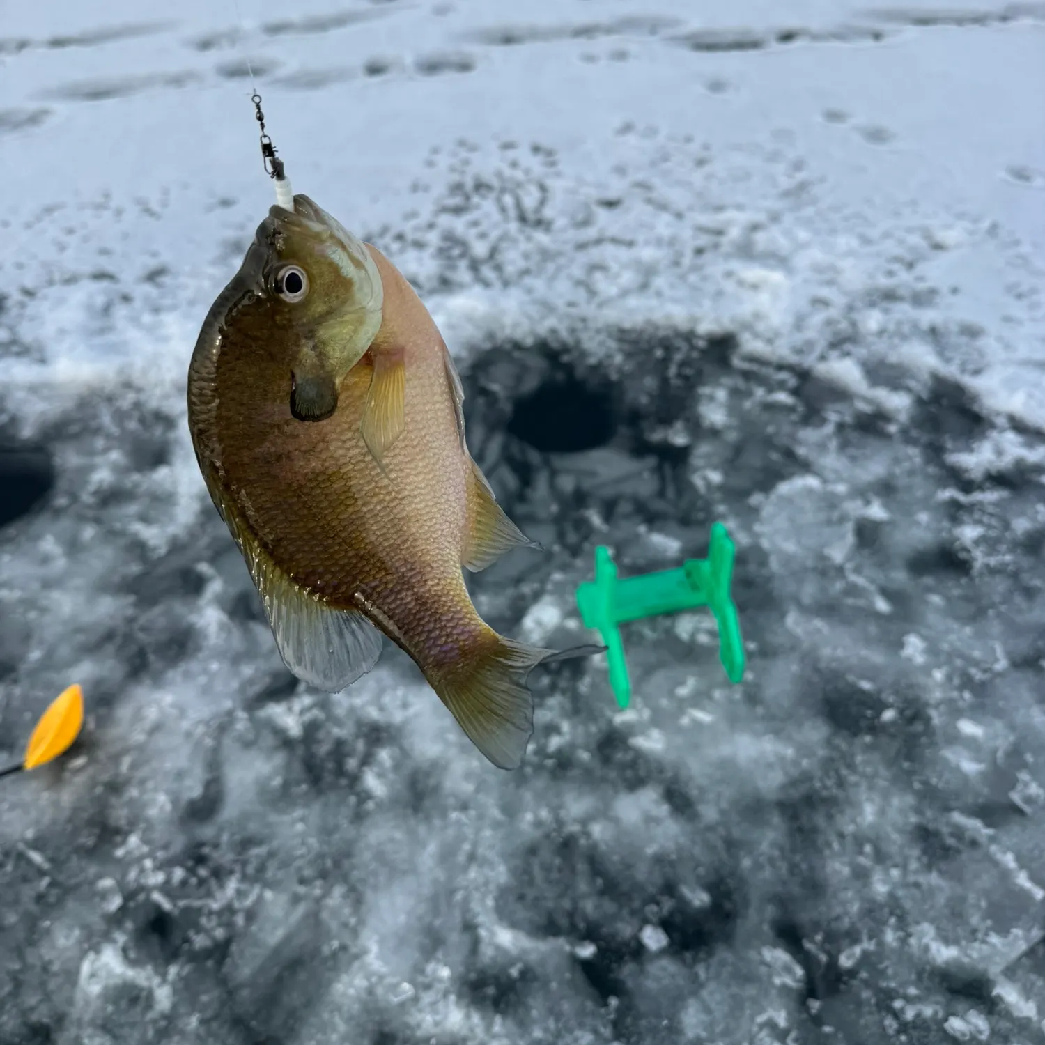 The most recent Spotted sunfish catches on Fishbrain