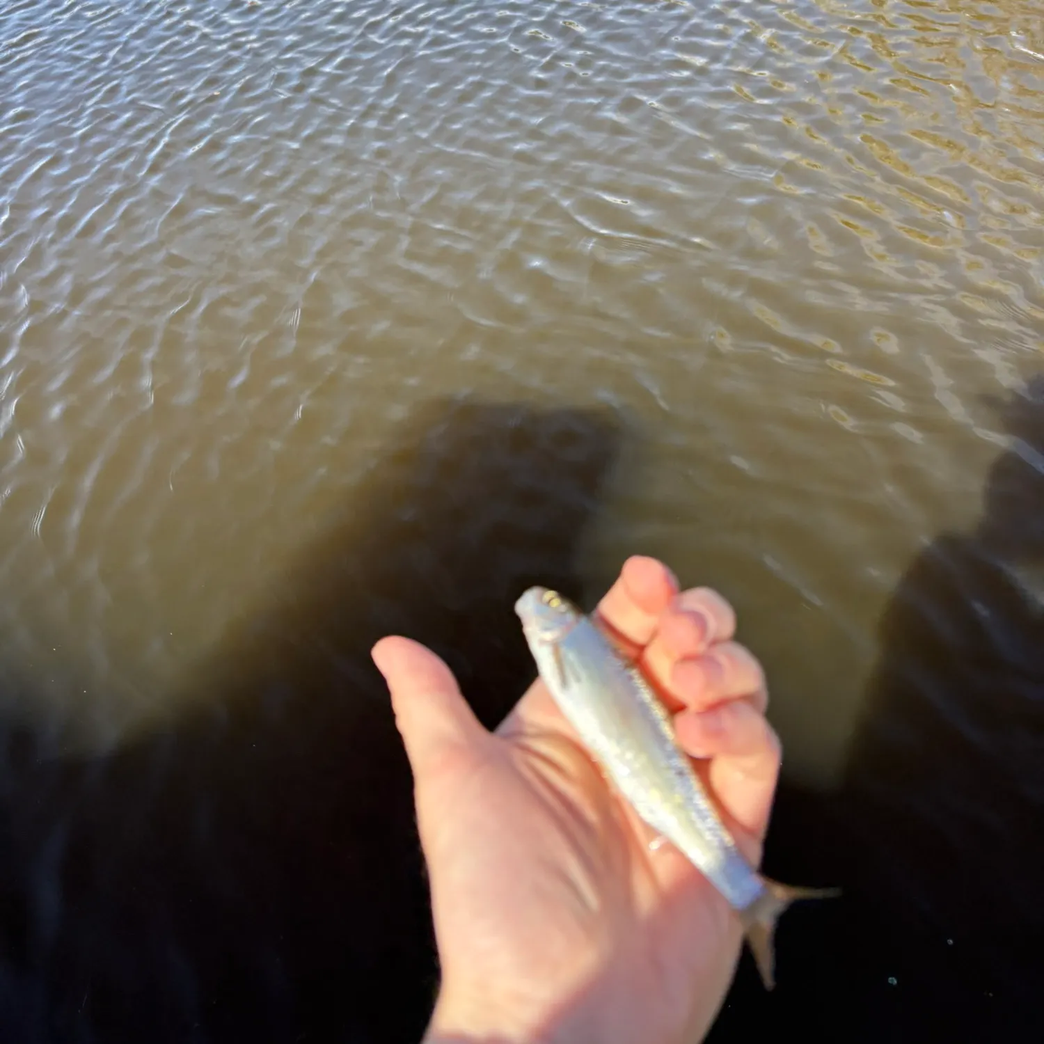 The most recent Common dace catches on Fishbrain