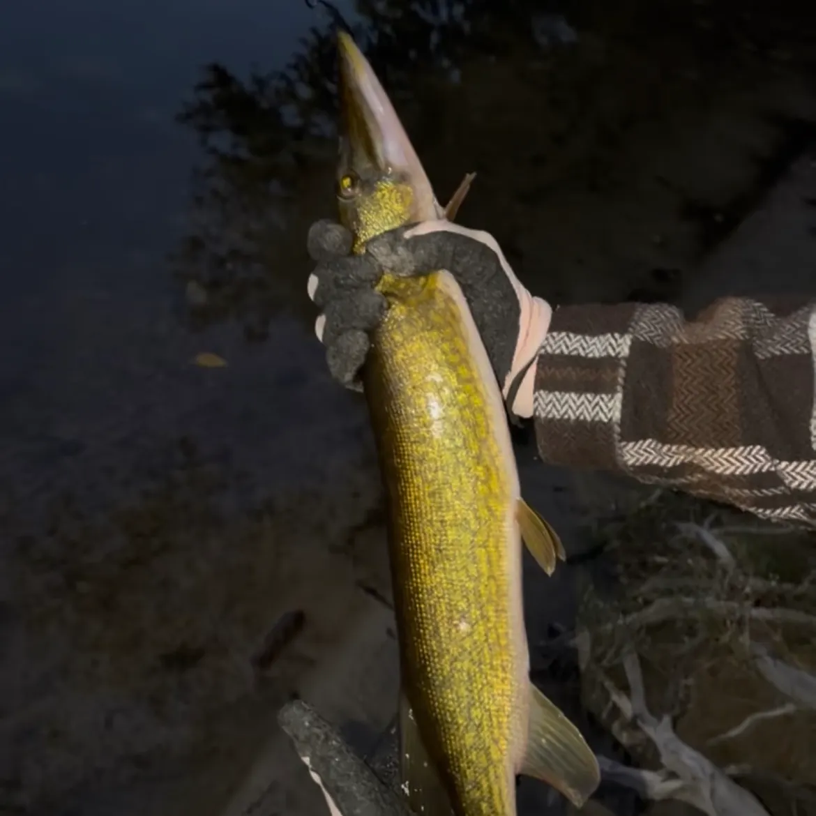 Chain pickerel caught on Fishbrain