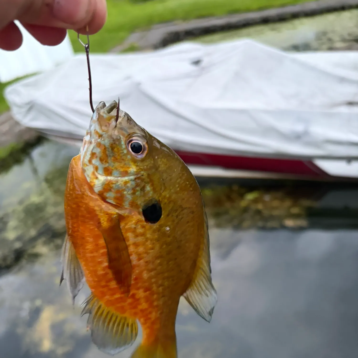The most recent Pumpkinseed x redbreast sunfish catches on Fishbrain