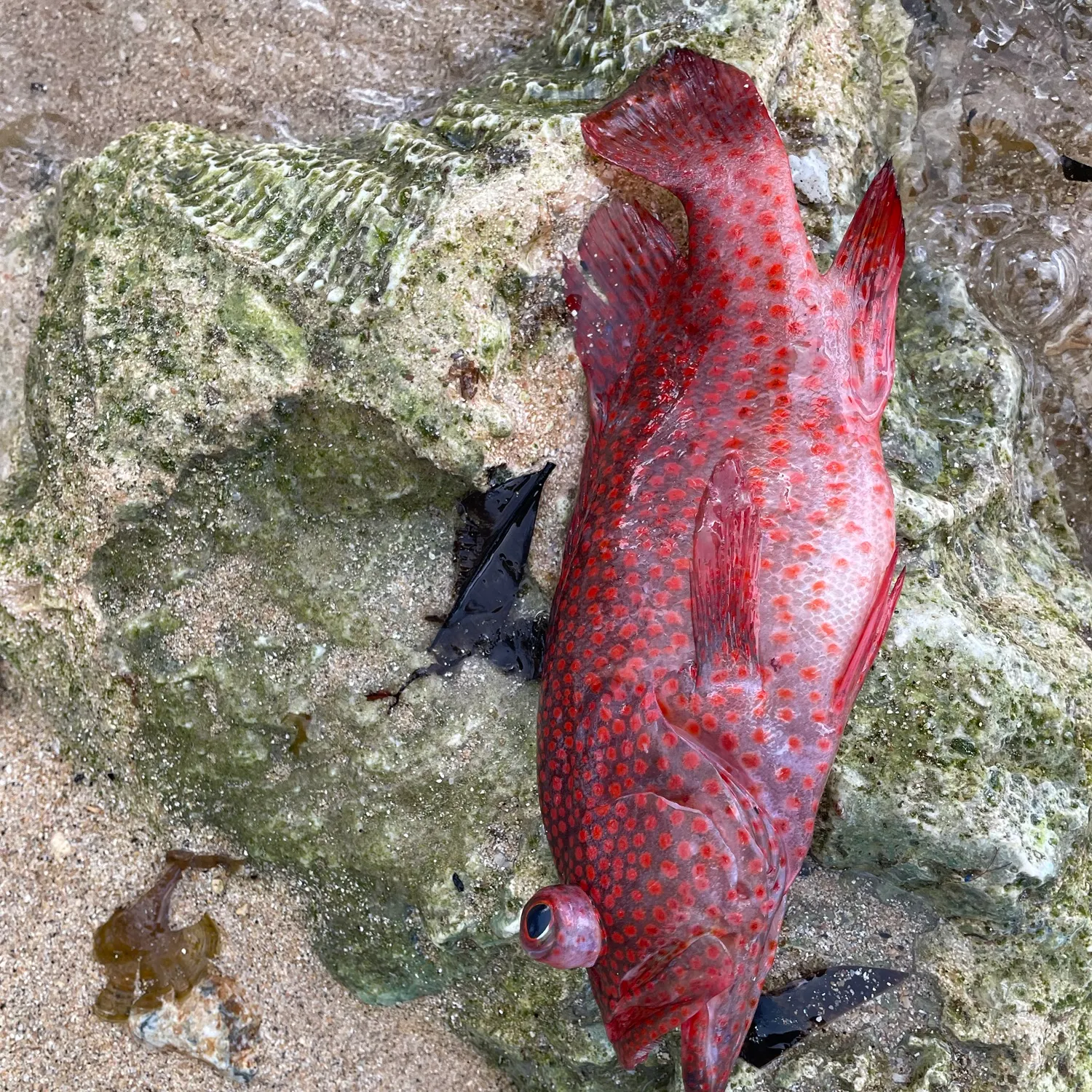 The most recent Speckled hind catches on Fishbrain