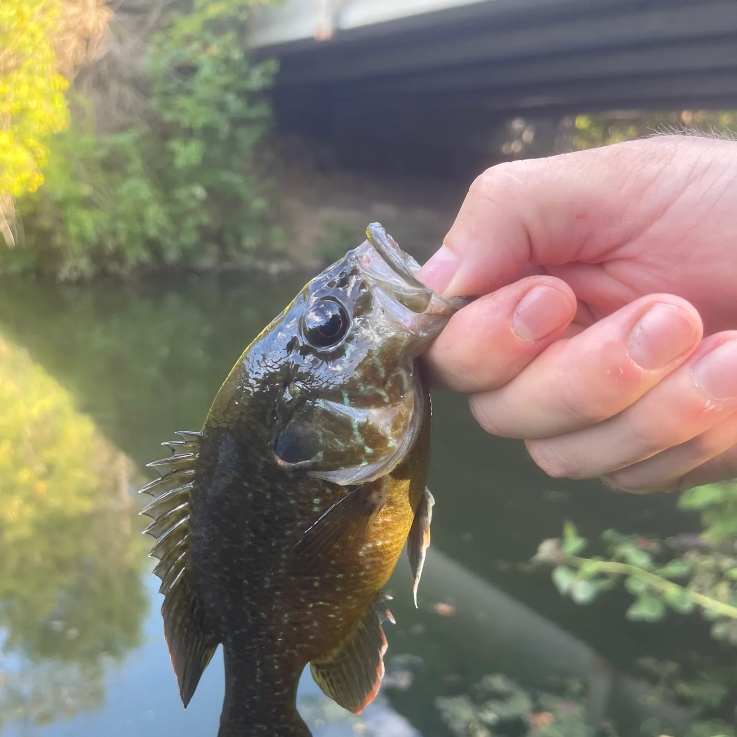 Green sunfish caught on Fishbrain