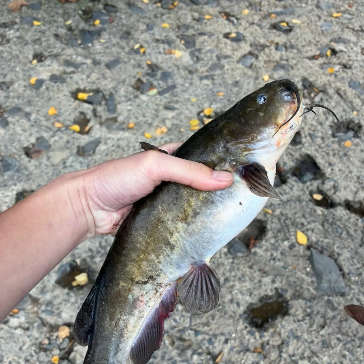 Yellow bullhead caught on Fishbrain