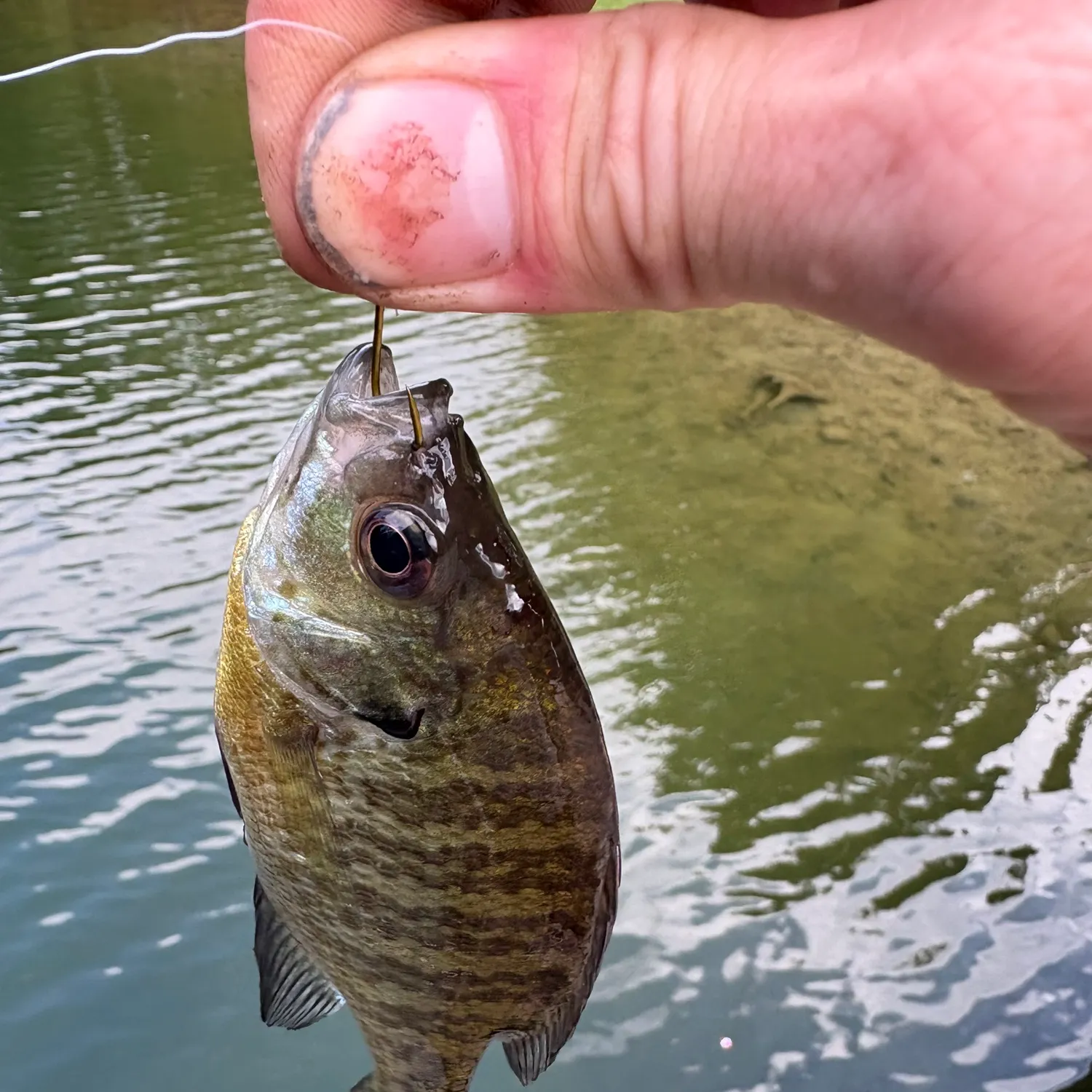 Bluegill caught on Fishbrain