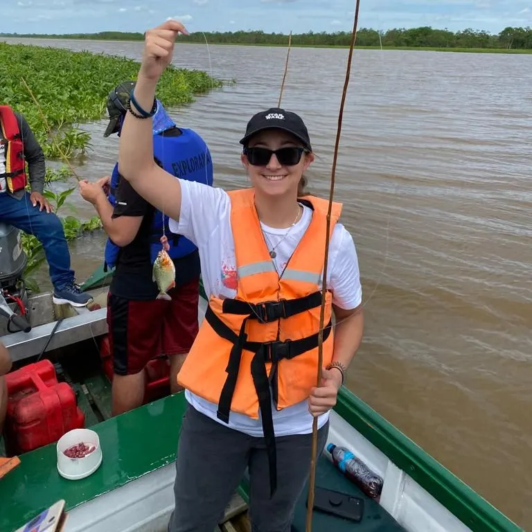 The most recent Red-bellied piranha catches on Fishbrain