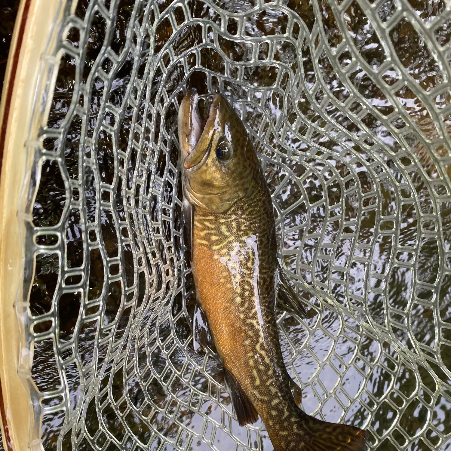 The most recent Tiger trout catches on Fishbrain